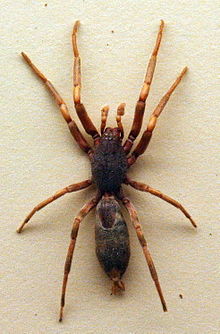 AustralianMuseum_spider_specimen_57.JPG